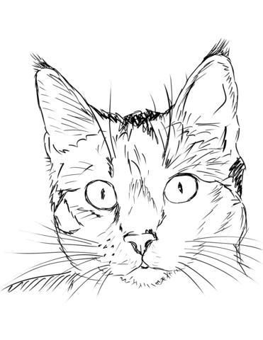 Cat Portrait Coloring Page